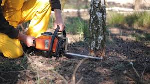 Trusted Westworth Village, TX Tree Services Experts